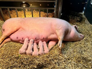 New born baby piglets