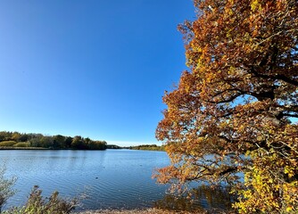 Autumnal landscape trees and fallen leaves on sunny day
