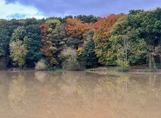 Autumnal landscape trees and fallen leaves on sunny day