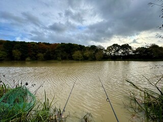 Autumnal landscape trees and fallen leaves on sunny day