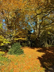 New born baby piglets