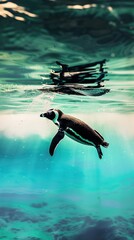 Humboldt Penguin (Spheniscus humboldti)