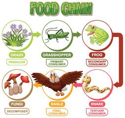 Depicts a food chain with various consumers