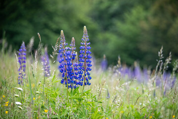 Photo of amazing blue flowers of Lupinus polyphyllus commonly known as big-leaved lupine