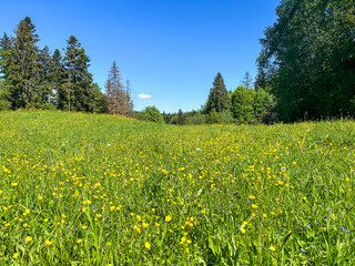 Beautiful blooming spring meadow surrounded by forests under blue sky