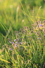 flower in the field