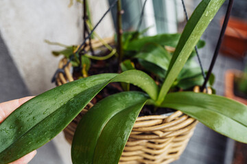 Obraz premium Phalaenopsis orchids planted in wicker basket in flower pot in rain on balcony