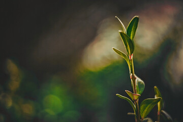 Fragment of vibrant boxwood. Green buxus backgroung. Summer boxwood branch in natural lighting in...