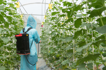 Farmer spraying the Insecticide in melon farm for protect it from insecs  
