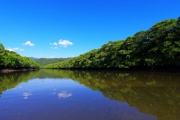 沖縄県西表島　川面に空が映り込むマングローブが自生する川