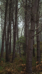 Forêt des Landes de Gascogne, plongée sous un épais brouillard