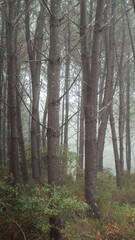 Forêt des Landes de Gascogne, plongée sous un épais brouillard