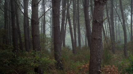 Forêt des Landes de Gascogne, plongée sous un épais brouillard
