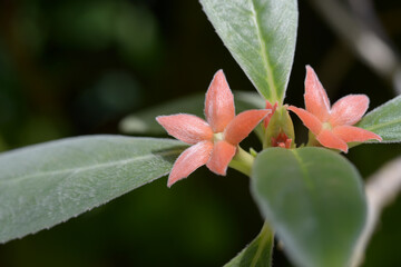 コバナンツス・カロクラミス