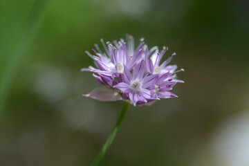 シロウマアサツキ