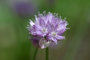 シロウマアサツキ