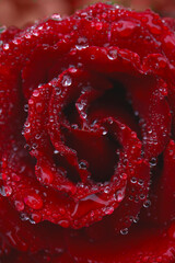 close up of red rose flower with water drops on petals