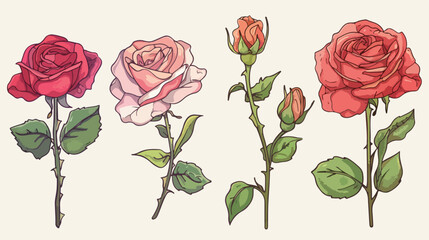 Pionshaped rose isolated illustration. Plant flowers