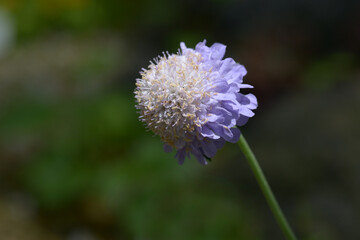 タカネマツムシソウ