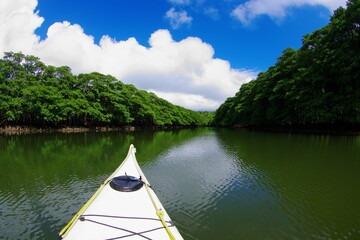 沖縄県西表島　マングローブが自生する川を漕ぎ進むカヤック