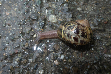 Snail