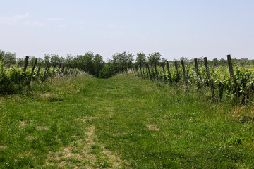 Fototapeta premium Il Vino la vera passione italiana ed i suoi territori 