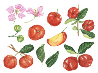 Acerola set, red Barbados cherry fruits cliparts with leaves and flowers. Malpighia emarginata glabra watercolor illustration. Superfood vitamin C source for print, packaging, labels, food supplements