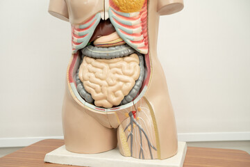 Human penis with intestine in woman body model anatomy for medical training course, teaching...