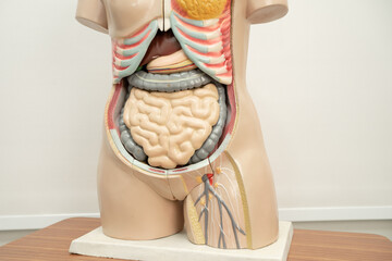Human penis with intestine in woman body model anatomy for medical training course, teaching medicine education.