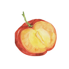 Acerola berry cut in half and slice, red Barbados cherry tropical fruit clipart. Malpighia emarginata glabra watercolor illustration. Superfood vitamin C for print, packaging, labels, food supplements