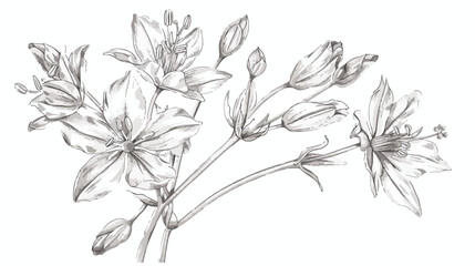 Raggedrobin flower. Vintage botanical drawing of blo