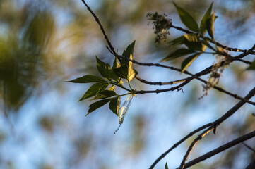 Leaves and branches of a tree in the spring on a sunny day