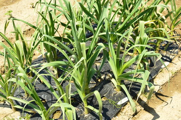 ニンニク　ホワイト六片