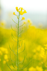 Canola or rapeseed flower close up. Beautiful growing field plant on foreground, brassica rapa