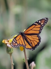 Papillon monarque sur une fleur