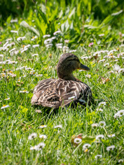 Un canard dans l'herbe au milieu des pâquerettes 