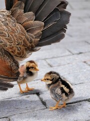 Une poule et ses poussins dans la rue © Flavie