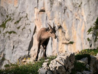 Bouquetin en montagne