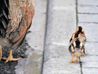 Une poule et ses poussins dans la rue © Flavie