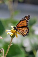 Papillon monarque sur une fleur