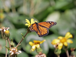 Papillon monarque sur une fleur