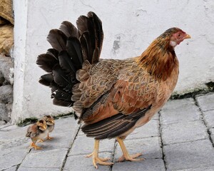 Une poule et ses poussins dans la rue © Flavie