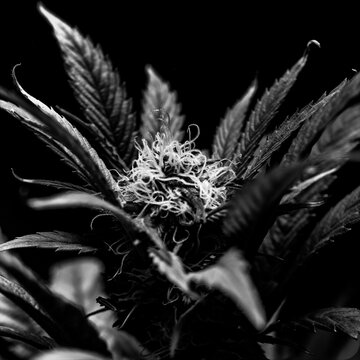 Chanvre en noir et blanc