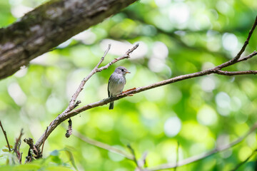 新緑の中、さえずる可愛いコサメビタキ（ヒタキ科）。
日本国東京都八王子市、八王子城跡にて。
2024年5月撮影。
Lovely Brown Flycatcher (Muscicapa latirostris, family comprising flycathers) in chirping.
