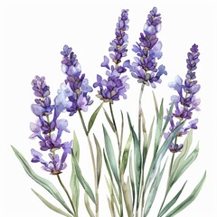 Obraz premium Watercolor Lavender Clipart
