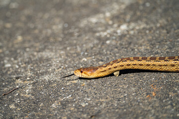 Pacific gopher snake (Pituophis catenifer catenifer) on the path in the park. Snake season. 