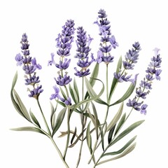 Naklejka premium Watercolor Lavender Clipart