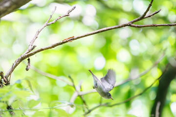 新緑の中、飛翔する可愛いコサメビタキ（ヒタキ科）。
日本国東京都八王子市、八王子城跡にて。
2024年5月撮影。
Lovely Brown Flycatcher (Muscicapa latirostris, family comprising flycathers) in flight on the fresh green..
