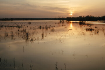 Sunset on a lake with plants