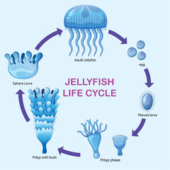 Illustration of jellyfish developmental stages © blueringmedia